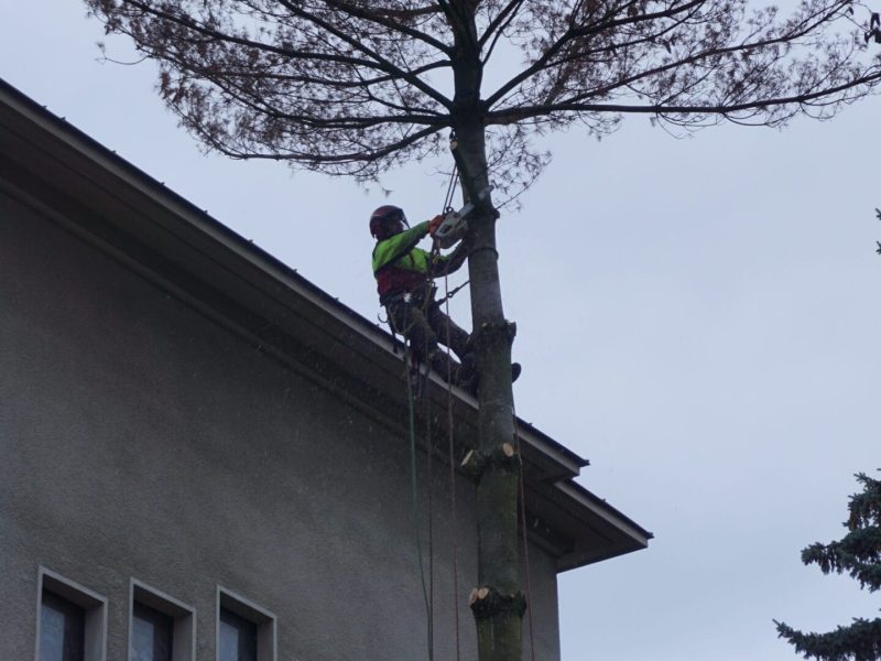 Wycinka Alpinistyczna Sekcyjna - przy budynku administracji w Warszawie