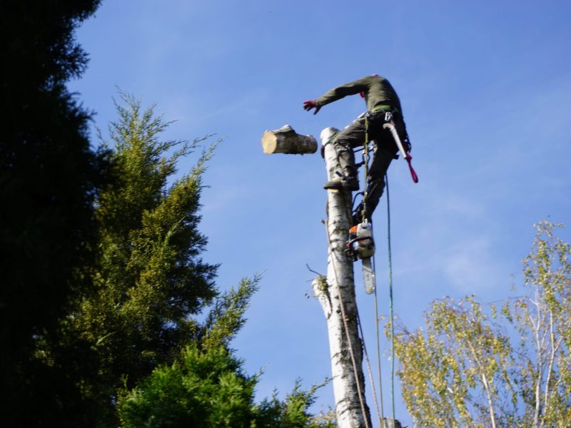 Wycinka Alpinistyczna Sekcyjna na działce inwestora
