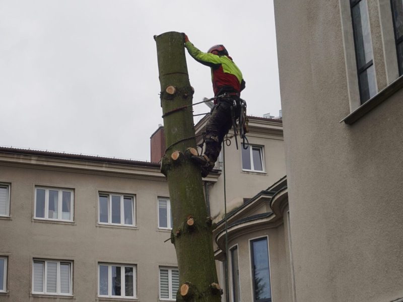 Wycinka Alpinistyczna Sekcyjna - przy budynku administracji w Warszawie