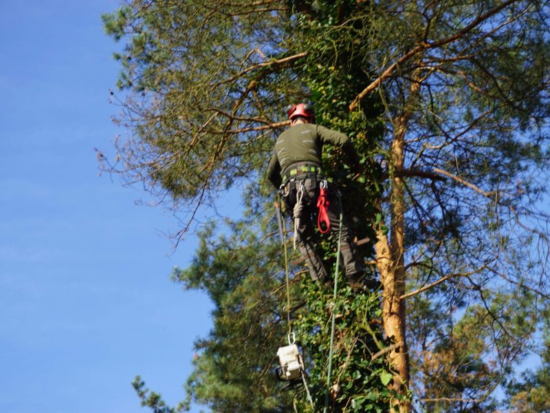 Wycinka Alpinistyczna Sekcyjna